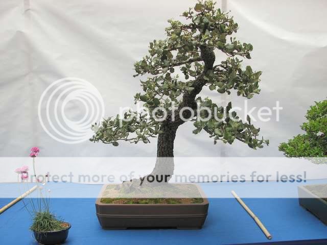 V Exposición de Bonsai y Suiseki Ciudad de Santiago - Página 2 Bonsai4396