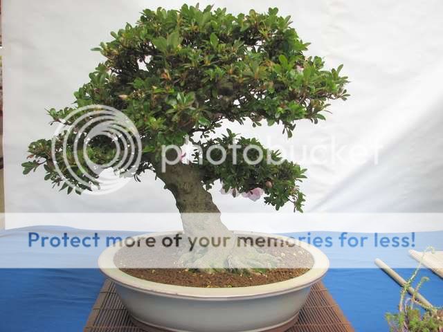 Exposição Anual Clube da Corunha em Santiago de Compostela Bonsai4399