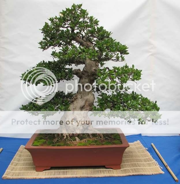 V Exposición de Bonsai y Suiseki Ciudad de Santiago - Página 2 Bonsai4402