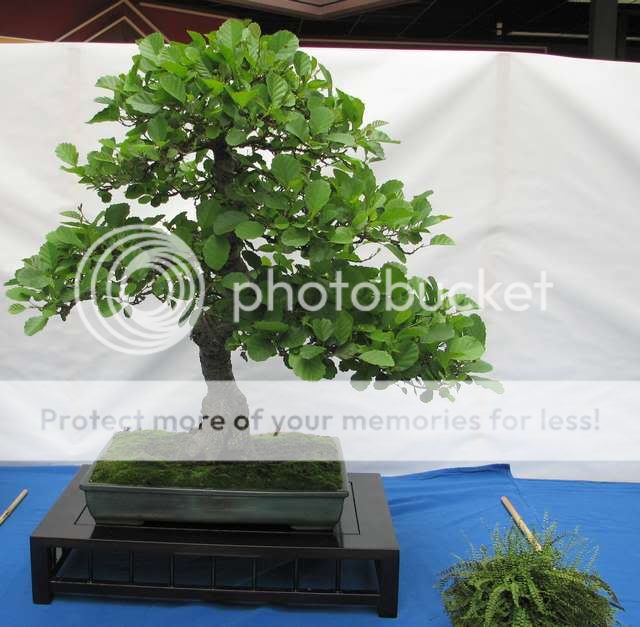 V Exposición de Bonsai y Suiseki Ciudad de Santiago - Página 2 Bonsai4406