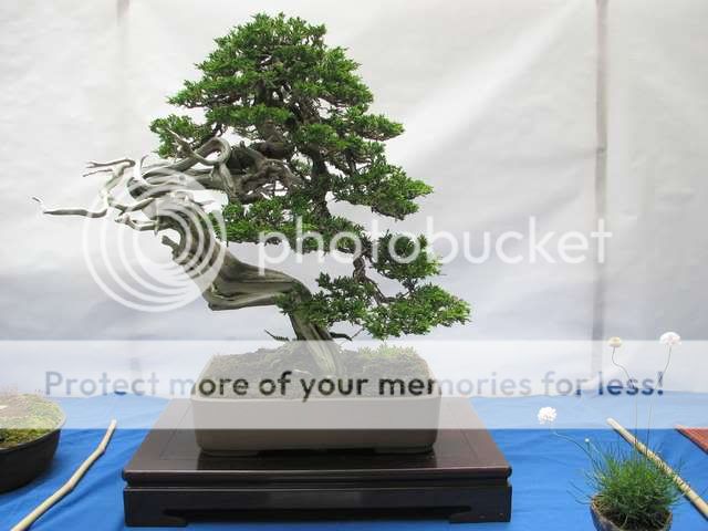 V Exposición de Bonsai y Suiseki Ciudad de Santiago - Página 2 Bonsai4415