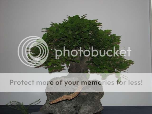 Primeiro congresso Português de Bonsai realizado em Guimarães em 2008 IMG_4131