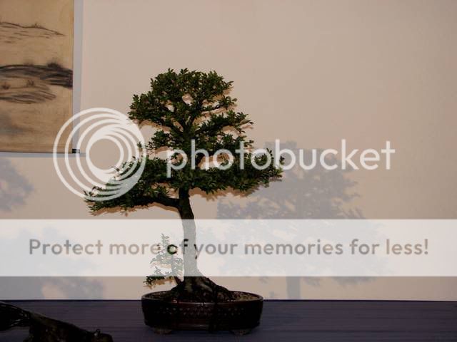 Primeiro congresso Português de Bonsai realizado em Guimarães em 2008 IMG_4137