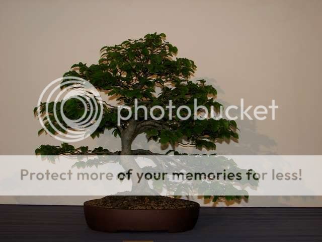 Primeiro congresso Português de Bonsai realizado em Guimarães em 2008 IMG_4139