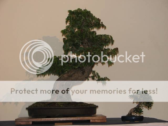 Primeiro congresso Português de Bonsai realizado em Guimarães em 2008 IMG_4185