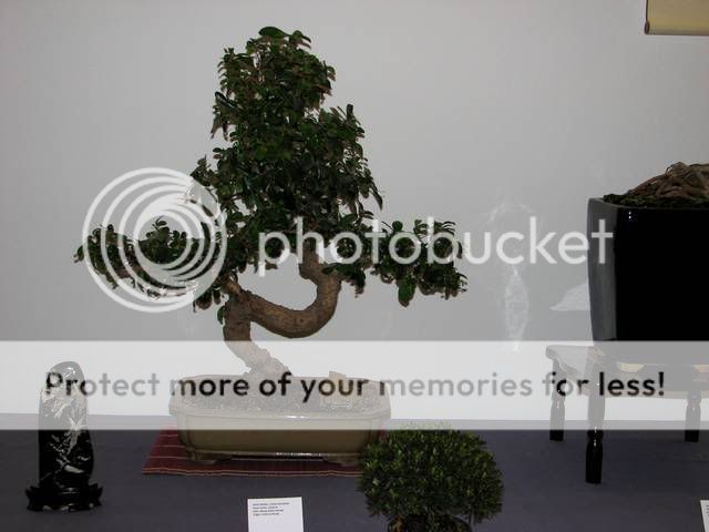 Primeiro congresso Português de Bonsai realizado em Guimarães em 2008 IMG_4194