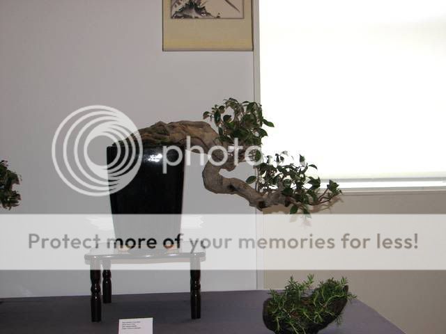 Primeiro congresso Português de Bonsai realizado em Guimarães em 2008 IMG_4195