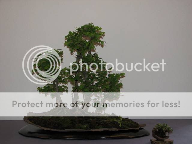 Primeiro congresso Português de Bonsai realizado em Guimarães em 2008 IMG_4197