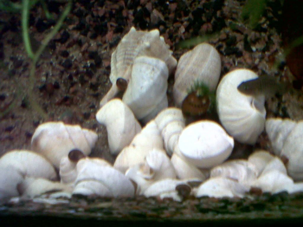 Neolamprologus multifasciatus Musltis