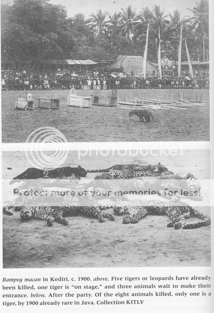 TIGRE - panthera tigris - Page 5 BoomgaardJava-RampagmacaninKediri_0002