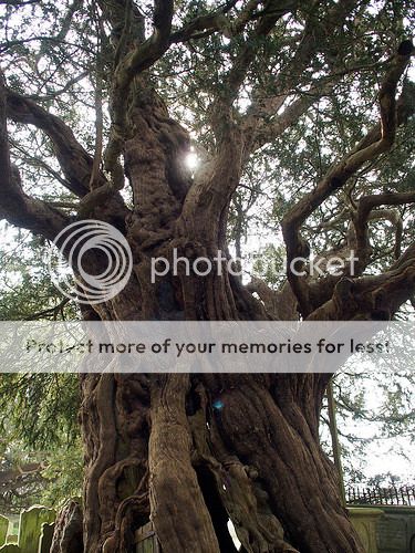 prebonsai Taxus baccata  13690846704_2f8c9c0fae