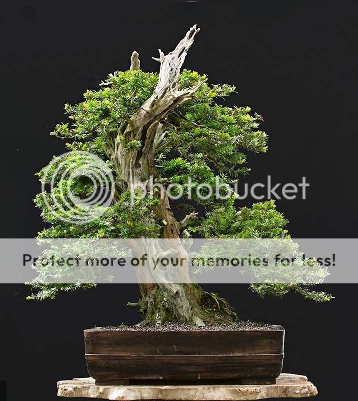 prebonsai Taxus baccata  2f09fc252fd5fd3bb052d5dc2c364b99