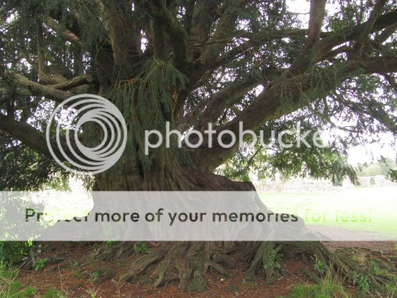 prebonsai Taxus baccata  WaverleyAbbey14