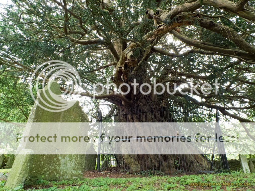 prebonsai Taxus baccata  Ancient-yew-tree-in-loose-village-kent