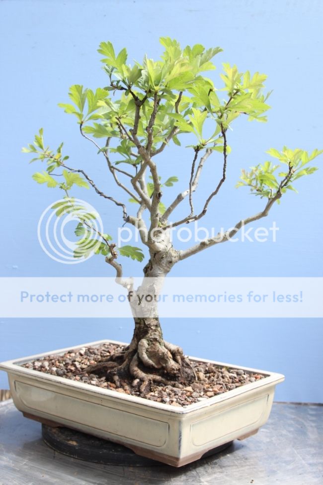 Crataegus monogyna F6a45a92-f3ef-492f-8f3e-1f686993125c