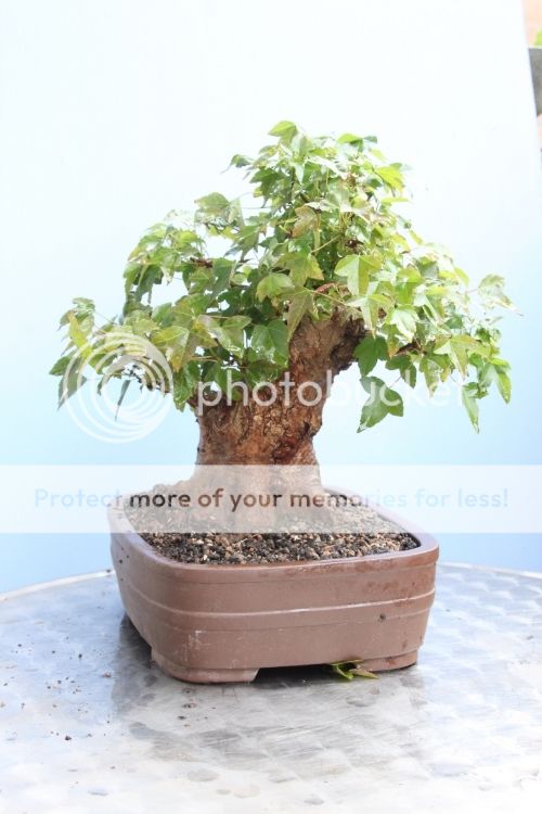 Trident Maple IMG_6767