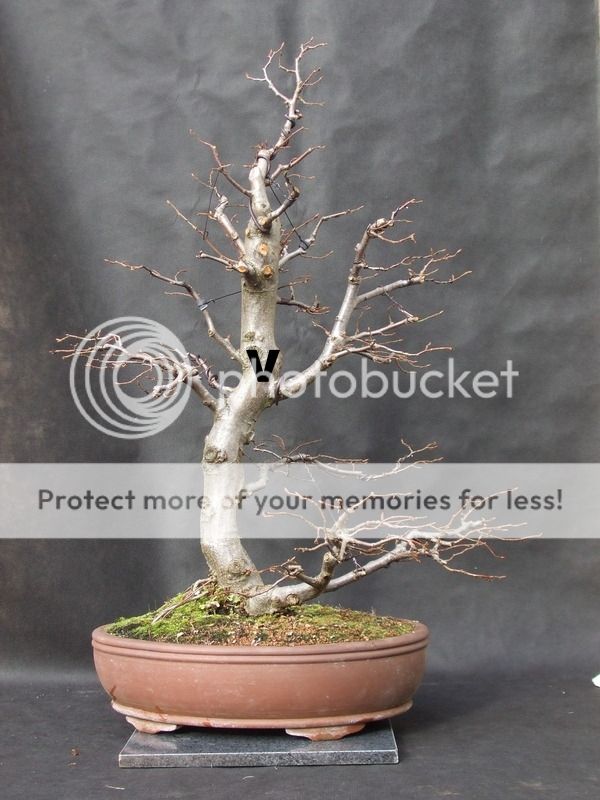 Tall Hornbeam - styling advice welcome? Aad6949e-3aab-45a2-a2d3-ce8514a0fbcf