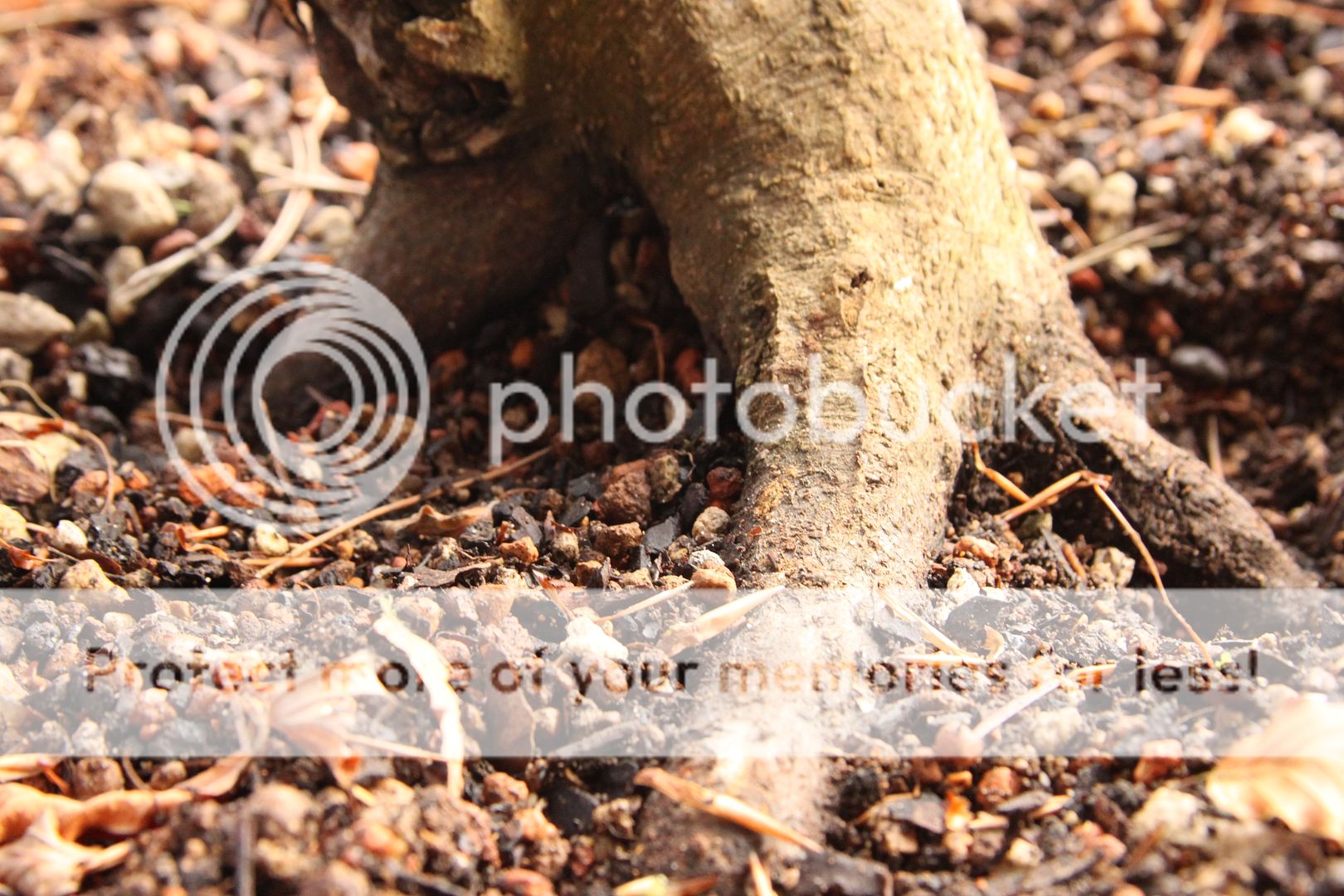 Yamadori English Beech IMG_8718