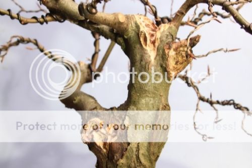 Yamadori English Beech IMG_8790