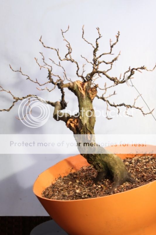 Yamadori English Beech Db6df9b8-b31d-4184-98e4-33e21913d9f7