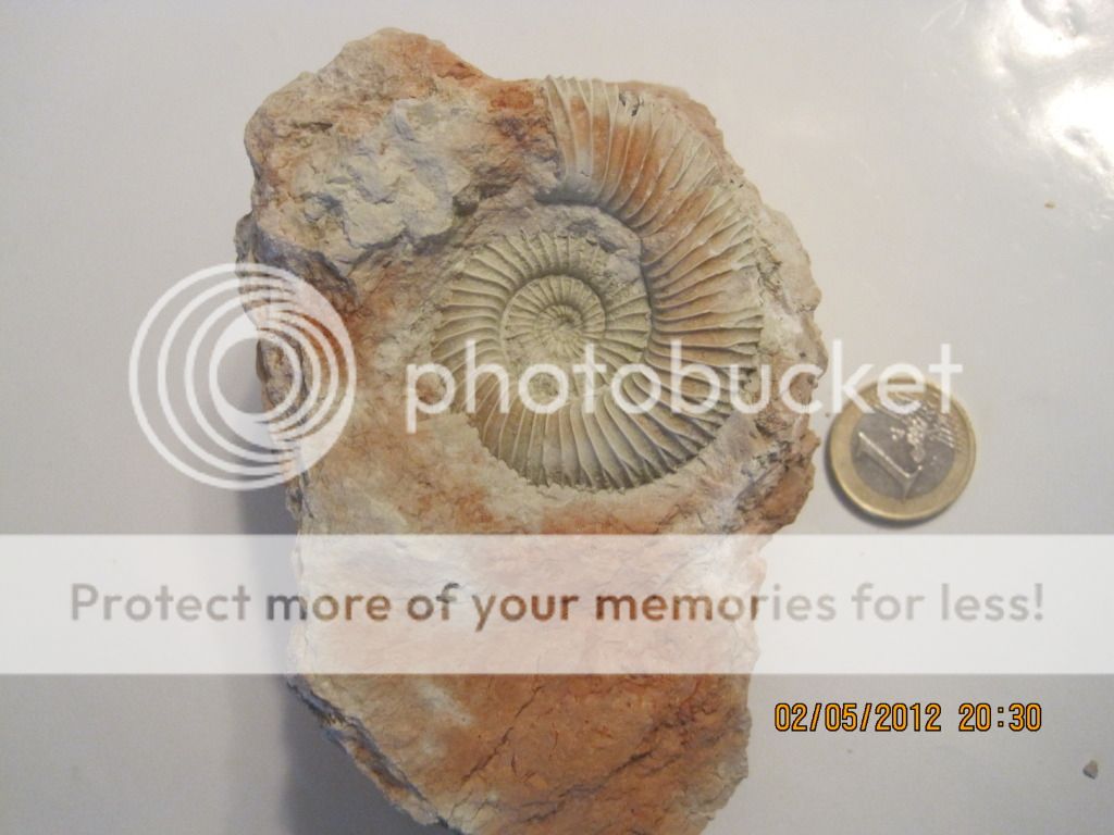 Ammonites de la cosecha de hoy IMG_1979