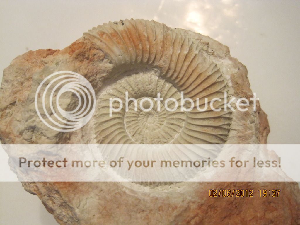 Un par de ammonites IMG_2024