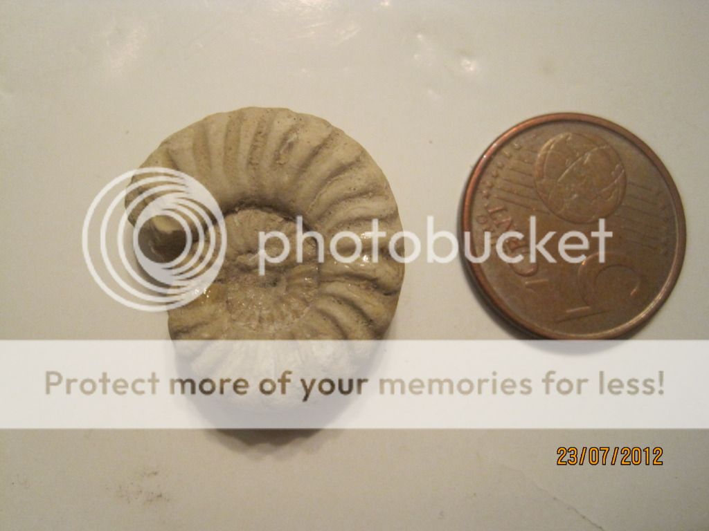 Pequeños ammonites del toarciense IMG_2100