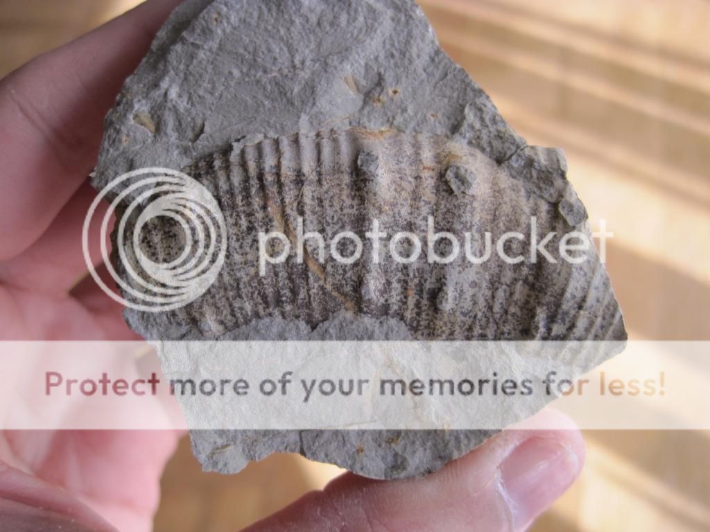 Algunos ammonites del Barremiense inferior basal IMG_3111_zps6b326e47