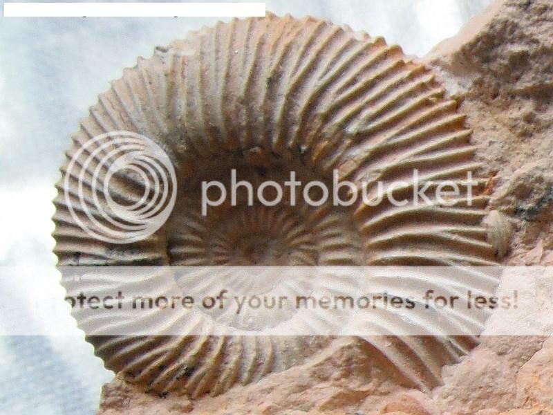 Ammonite del jurásico superior Dpqjp111201_zps2f49bb89