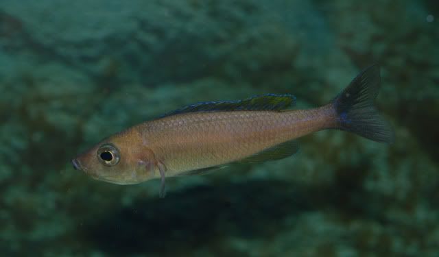 Cyprichromis leptosoma utinta. 14-14