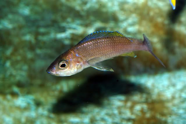 Cyprichromis leptosoma utinta. 4-20