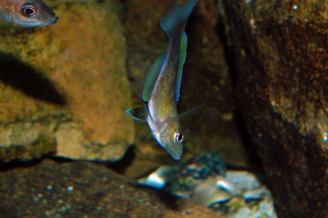 Cyprichromis zonatus. 5-10