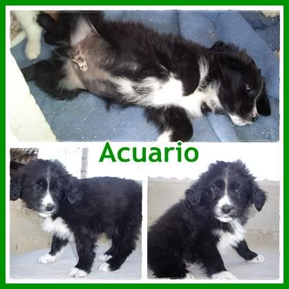 ADOPTADOS! 5 bebés 1'5 meses, cruce de setter, serán medianos. Alicante Acuario