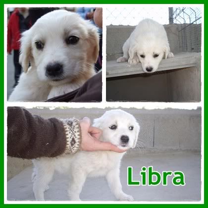 ADOPTADOS! 5 bebés 1'5 meses, cruce de setter, serán medianos. Alicante Libra