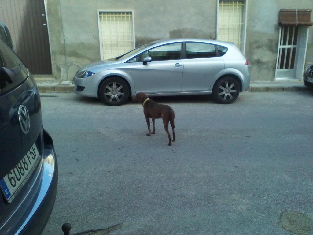 MERCE, perrita de unos 2 años. Está en la CALLE. Alicante. ADOPTADA!!!!!!! Mercecalle