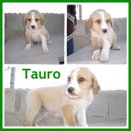 ADOPTADOS! 5 bebés 1'5 meses, cruce de setter, serán medianos. Alicante Tauro