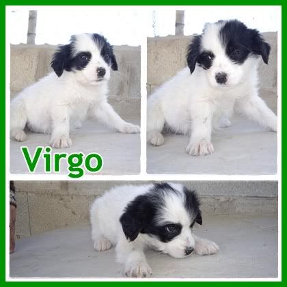 ADOPTADOS! 5 bebés 1'5 meses, cruce de setter, serán medianos. Alicante Virgo