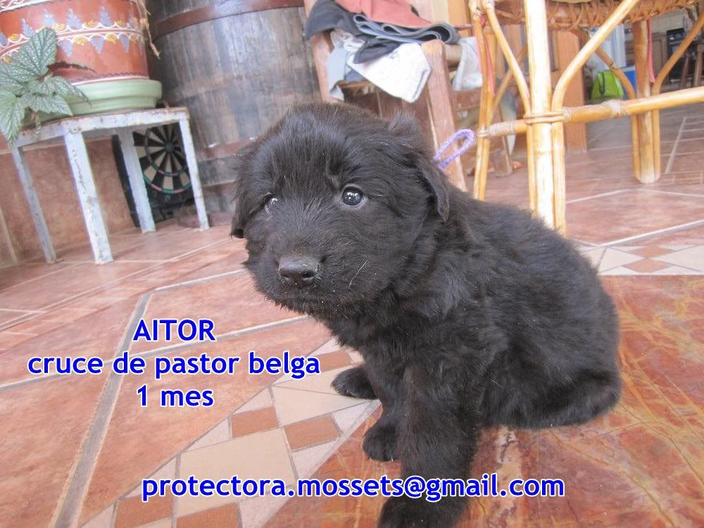 Camada 7 cachorros x de pastor belga nacidos en mayo (Alica- Mossets)ADOPTADOSSSSS ATOR2