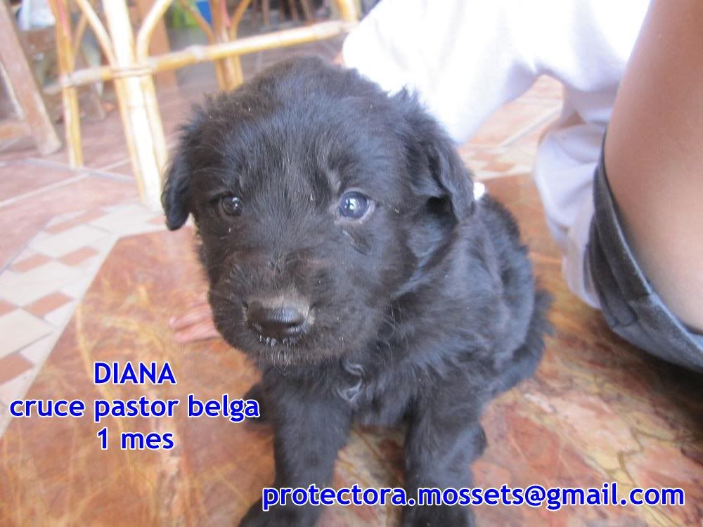 Camada 7 cachorros x de pastor belga nacidos en mayo (Alica- Mossets)ADOPTADOSSSSS DIANA2