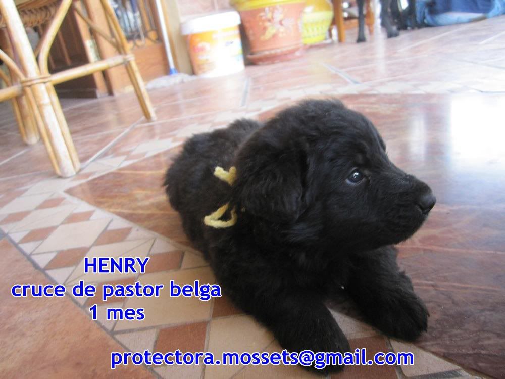 Camada 7 cachorros x de pastor belga nacidos en mayo (Alica- Mossets)ADOPTADOSSSSS HENRY