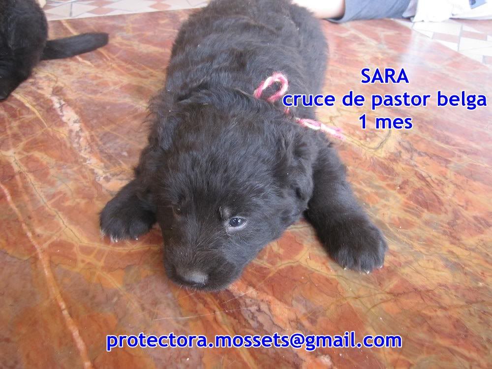 Camada 7 cachorros x de pastor belga nacidos en mayo (Alica- Mossets)ADOPTADOSSSSS SARA2