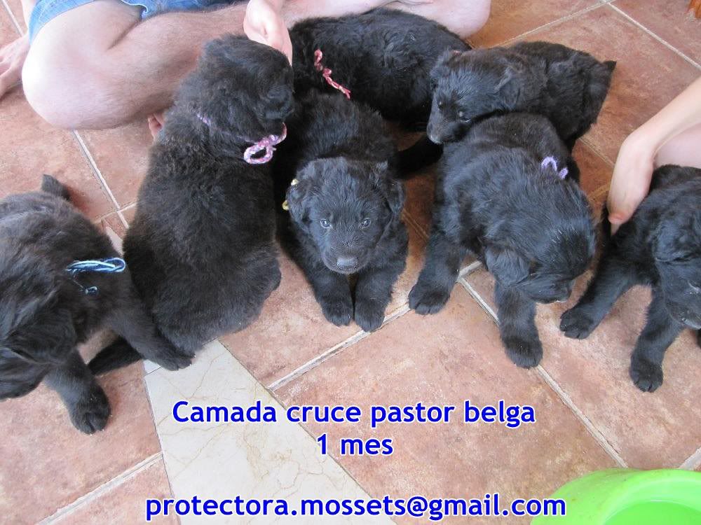 Camada 7 cachorros x de pastor belga nacidos en mayo (Alica- Mossets)ADOPTADOSSSSS TODOS