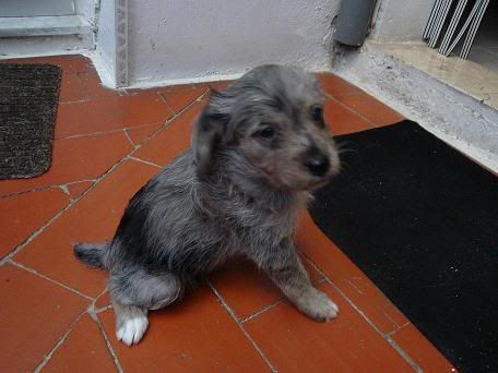 Lacasito y Gusanito, cruce de caniche, tamaño peque. Gusanito1