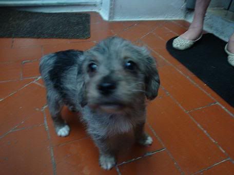 Lacasito y Gusanito, cruce de caniche, tamaño peque. Gusanito2