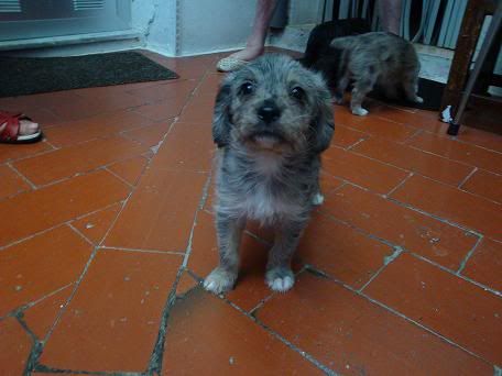 Lacasito y Gusanito, cruce de caniche, tamaño peque. Gusanito3