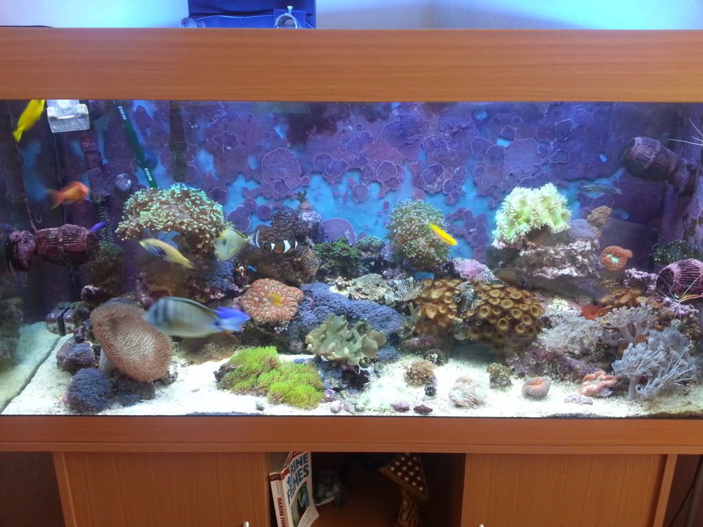 my mixed reef 20120703_141127