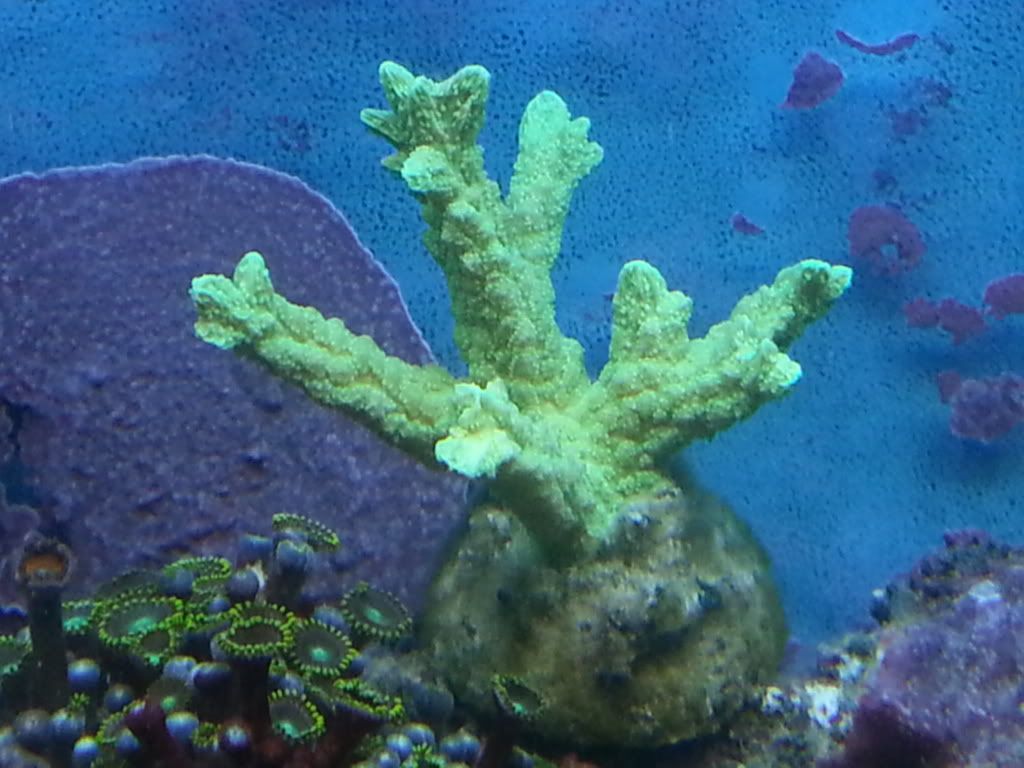 my mixed reef 20120725_172702