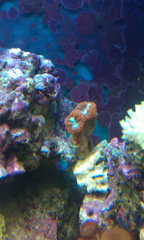my mixed reef IMAG0129-1