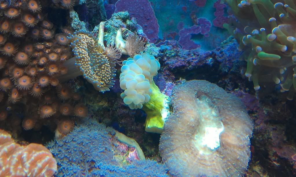 my mixed reef IMAG0153-1