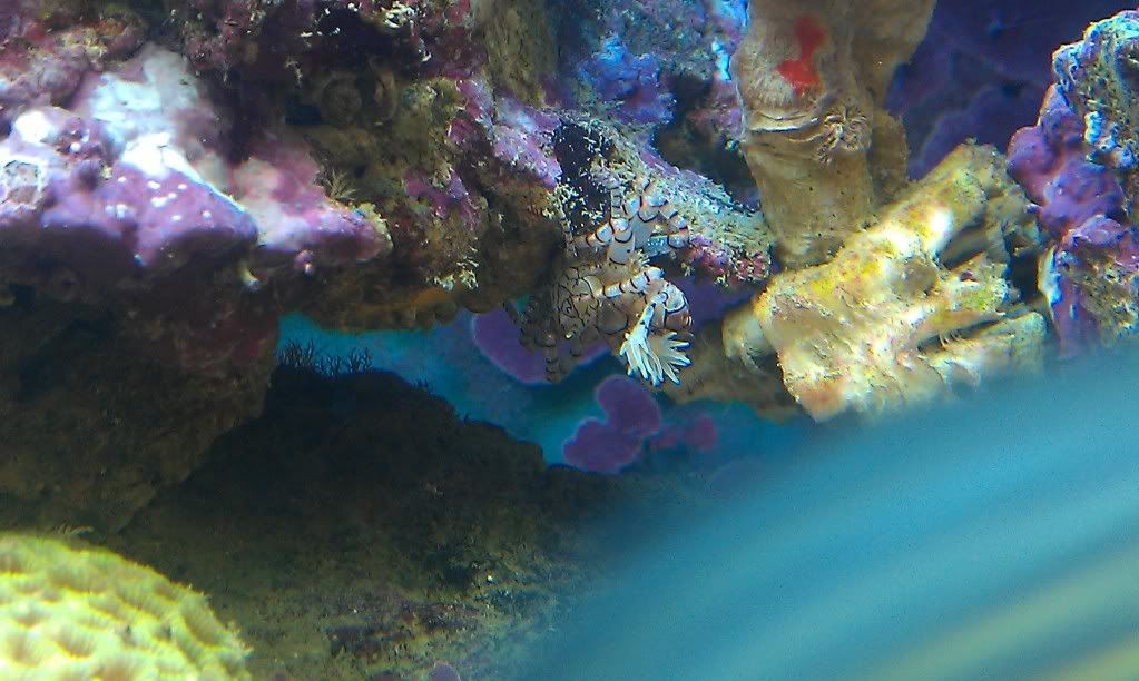 my mixed reef IMAG0173